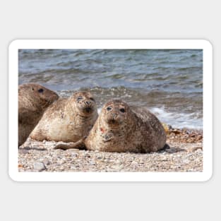 Three common seals at Portgordon Scotland Sticker